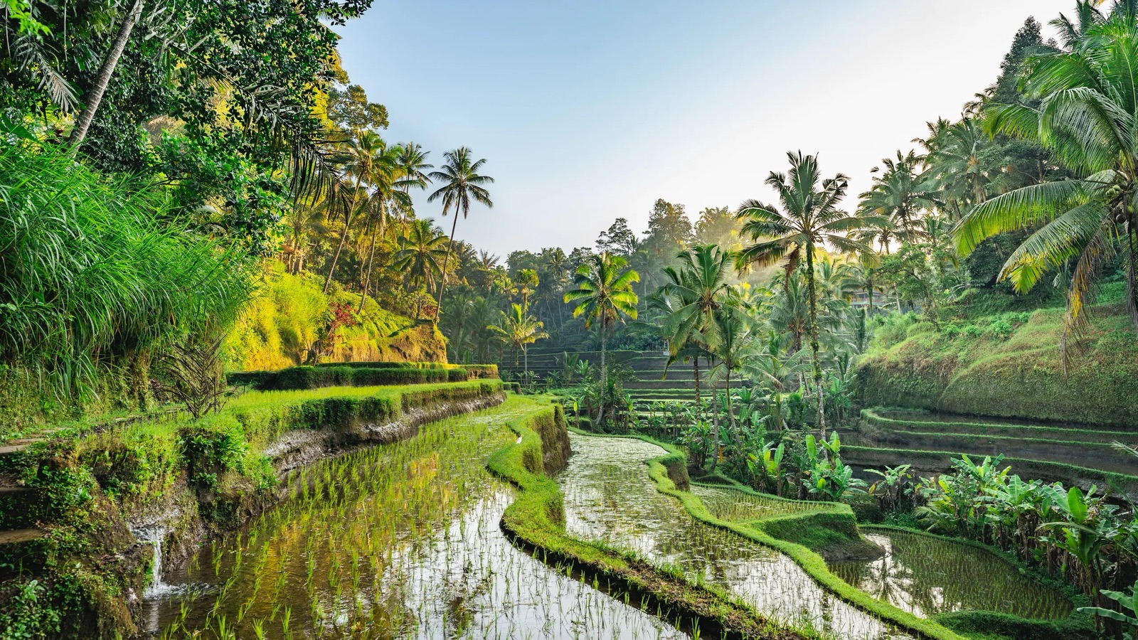 Rizières en terrasses et cocotiers à Bali, dans la lumière du matin